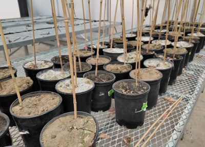 pots of soil used for pototo trials. Photo: KGW