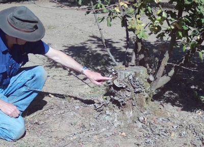 Jay Scheidt points to a pruned truck on a hazelnut tree infected with Eastern filbert blight.  Courtesy: Jay Pscheidt