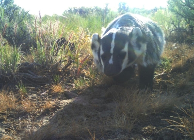 In the study predators, such as this badger, responded to changes in plant cover and rodent (prey) activity more than cattle presence.  Credit; Oregon State University
