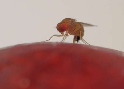 spotted wing drosophila on a cherry