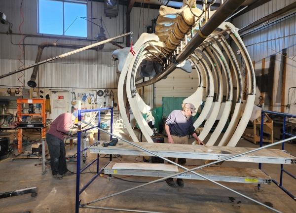 Dinosaur Valley Studios in Alberta, Canada, led the restoration and preservation effort for the blue whale skeleton. Photo courtesy Dinosaur Valley Studios.