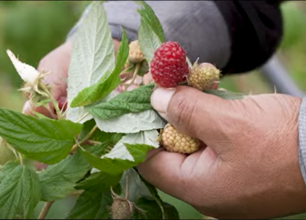 Raspberries. Photo: KOIN6