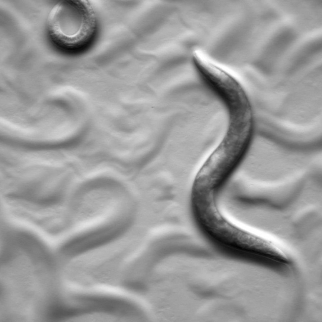 Slug killing nematode Phasmarhabditis hermaphrodita collected in Oregon