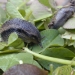 Slug on clover