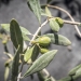 Olive Tree Branch - Photo Credit: Dave King