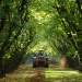 tractor in an orchard