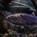 Redband trout