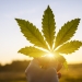 Hemp could live up to its promise... eventually Getty Images