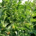 Ashwagandha during summer in bloom.  Credit: Ann Rasmussen