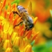 bee on a flower. Photo: Oregon Bee Atlas