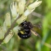 A carpenter bee visits a Klamath rushlily. Credit: Andony Melathopoulos