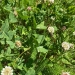  Clover and ryegrass are the dominent plants in a pollinator lawn. Photo by Carolyn Breece.