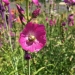 Green Bee on flower.  Photo by Jen Hayes