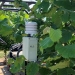 A Low-Cost Open-Source Sensor (LOCOS) recorded weather and temperature data near the hazelnut tress.  Credit: Dalyn McCauley