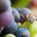 Stinkbug on grapes