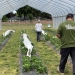 Strawberry field trials under high tunnels at the OSU North Willamette Research and Extension Center in Aurora.  Credit Kym Pokorny