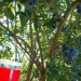 A spotted-wing drosophila trap hangs from a ripening blueberry bush in a research plot at the OSU North Willamette Research and Extension Center in Aurora, Ore.  Credit Lynn Ketchum