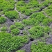 Severe vole damage in a white clover field.  Credit: Christy Tanner
