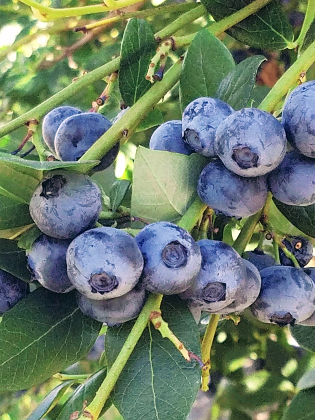 Blueberry cluster