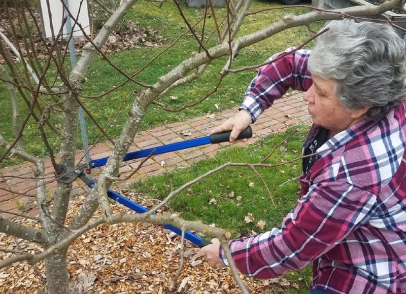 Patty Driscoll, Extension master gardener pruning specialist, demonstrates proper pruning techniques at the OSU Extension Service Lane County office.Carrie Mack, Oregon State University.