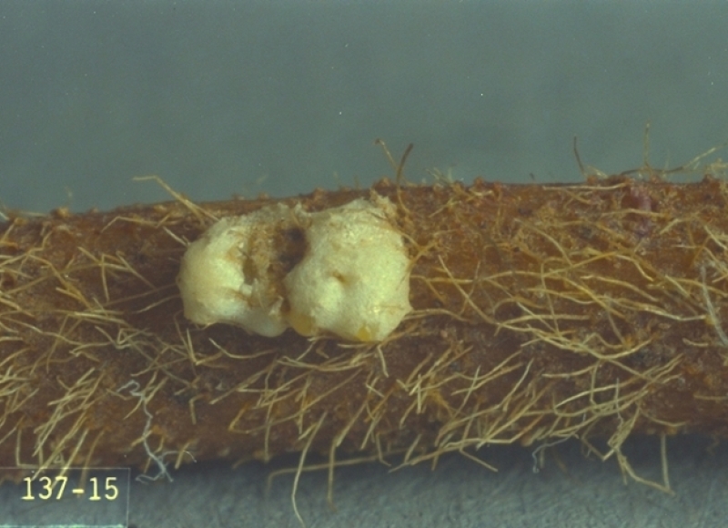 Meadow spittlebug eggs. Photo: Ken Gray