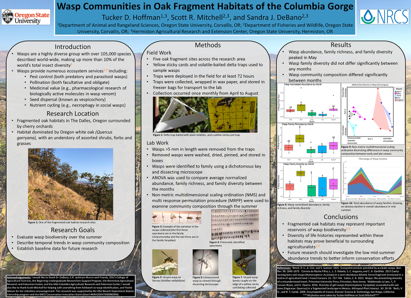 Wasp Communities in Oak Fragment Habitats of the Columbia Gorge by Tucker D. Hoffman