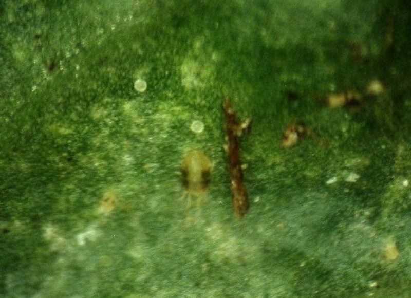 Twospotted mite adult, larva (left of adult), and eggs on Ajuga reptans