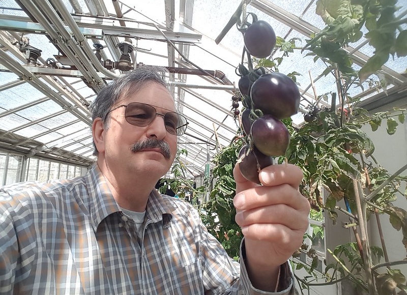 Jim Myers with Midnight Roma purple tomato. Photo by Jim Myers.