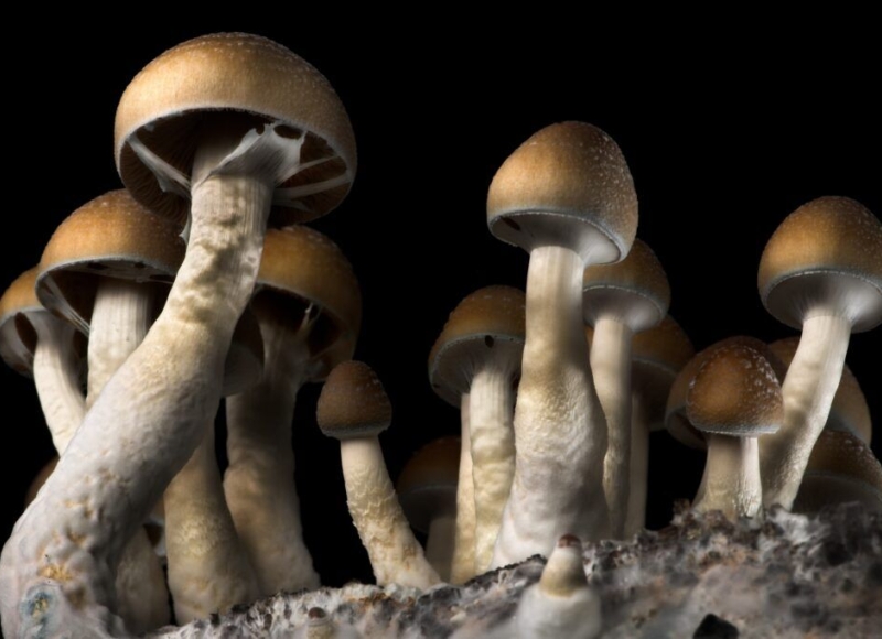 Oregon has approved the use of this species, Psilocybe cubensis, in its psilocybin program.  photo contributed Getty Images