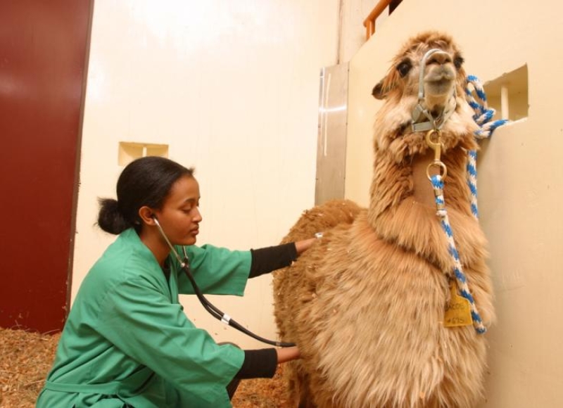 student checking a llama