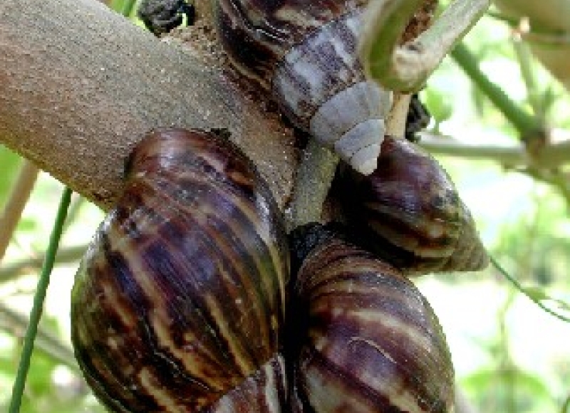 Achatina fulica 