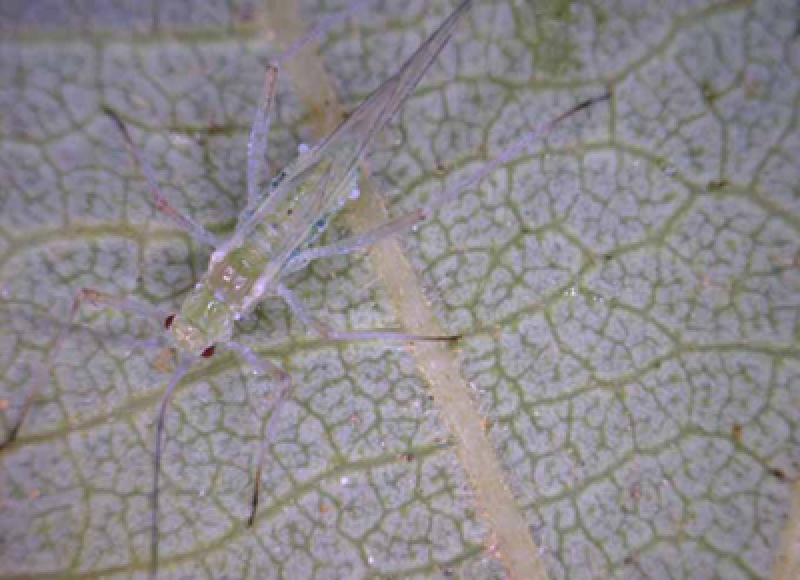 Woolly alder aphid