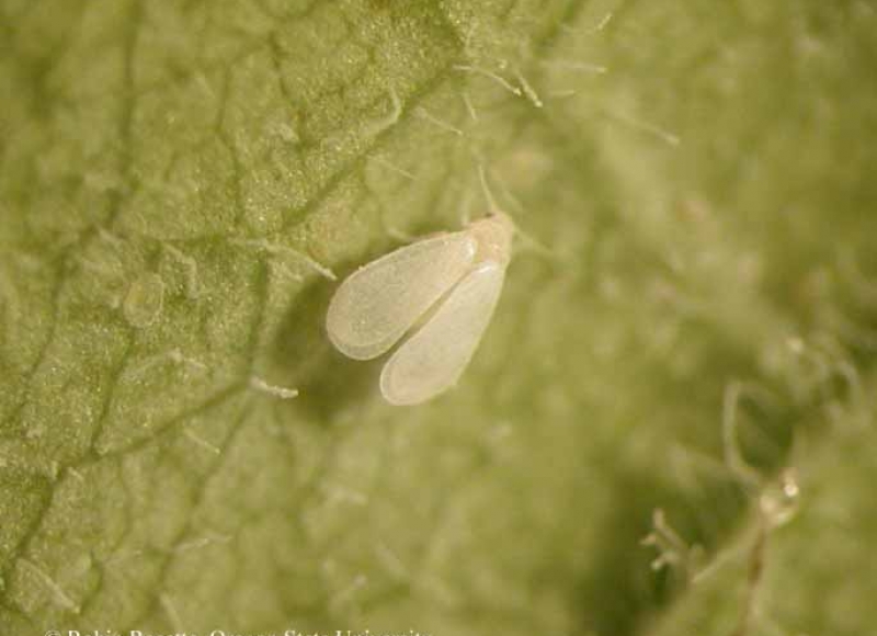 Ash whitefly adult