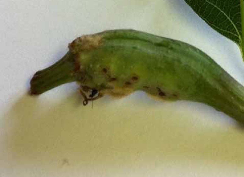 Bassettia ligni, oak twig gall wasp damage on bur oak leaf (note emerging was on bottom side of the gall)