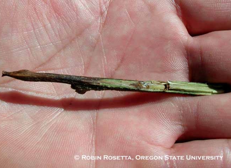 Bassettia ligni (tentative ID) larva in stem gall on white oak.