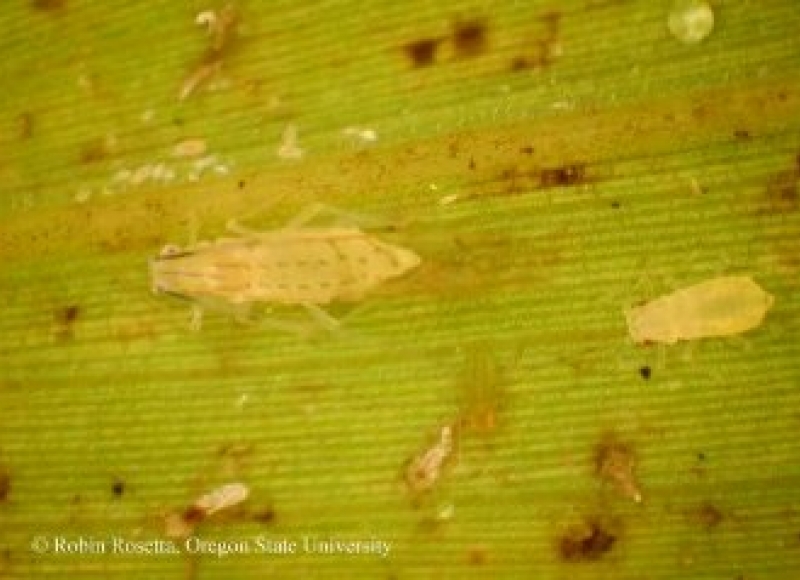 Aphids | College of Agricultural Sciences