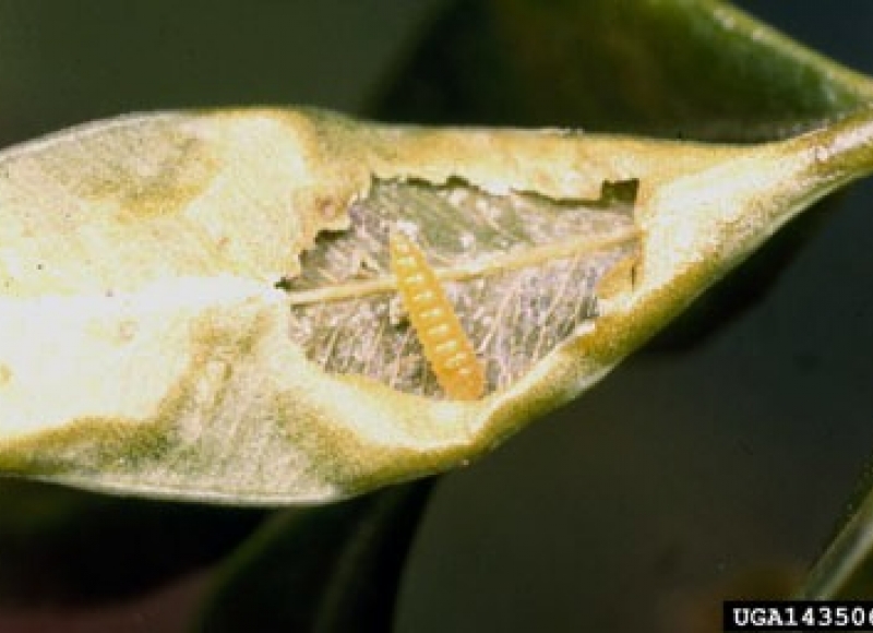 boxwood leafminer larvae