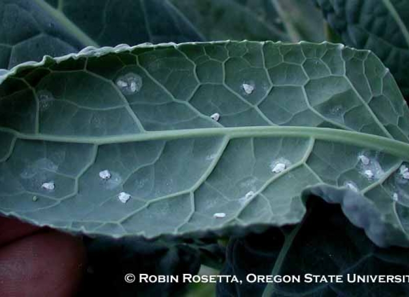 Cabbage whitefly infestation on kale