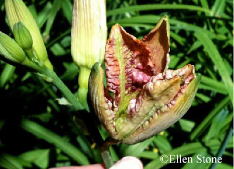 Hemerocallis gall midge damage to daylily blossoms
