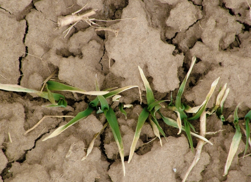 seedlings emerging from dry soil