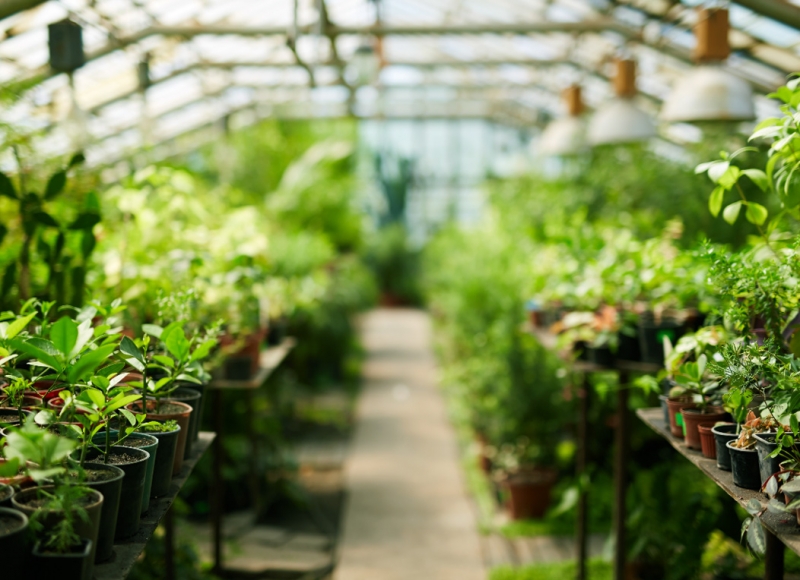 plants in the greenhouse