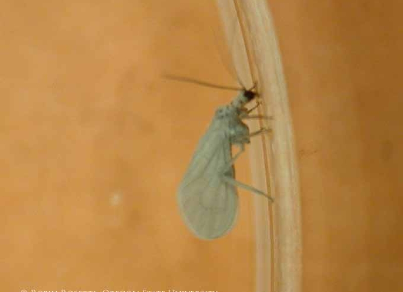 Dustywing adult