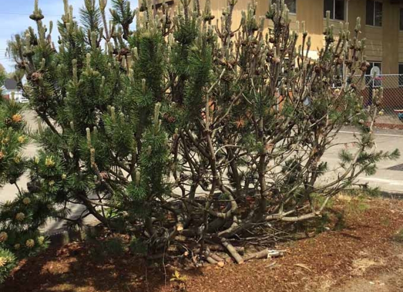 European pine sawfly damage