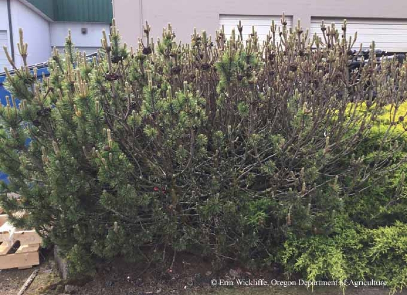 European pine sawfly damage