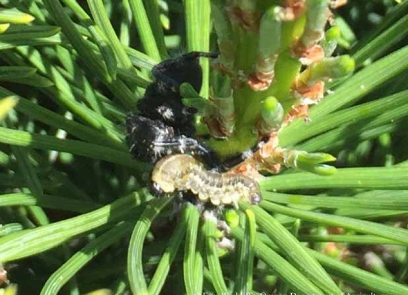 Jumping spider with European pine sawfly larvae