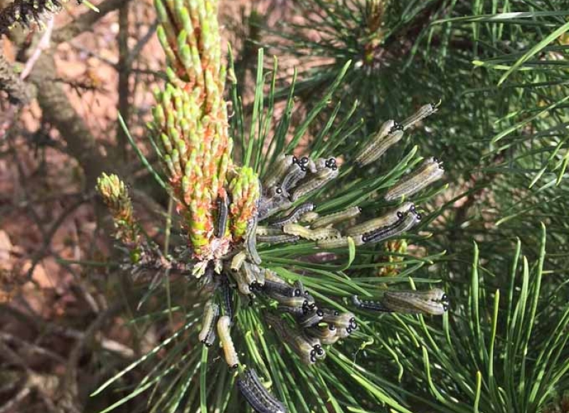 European pine sawfly larvae