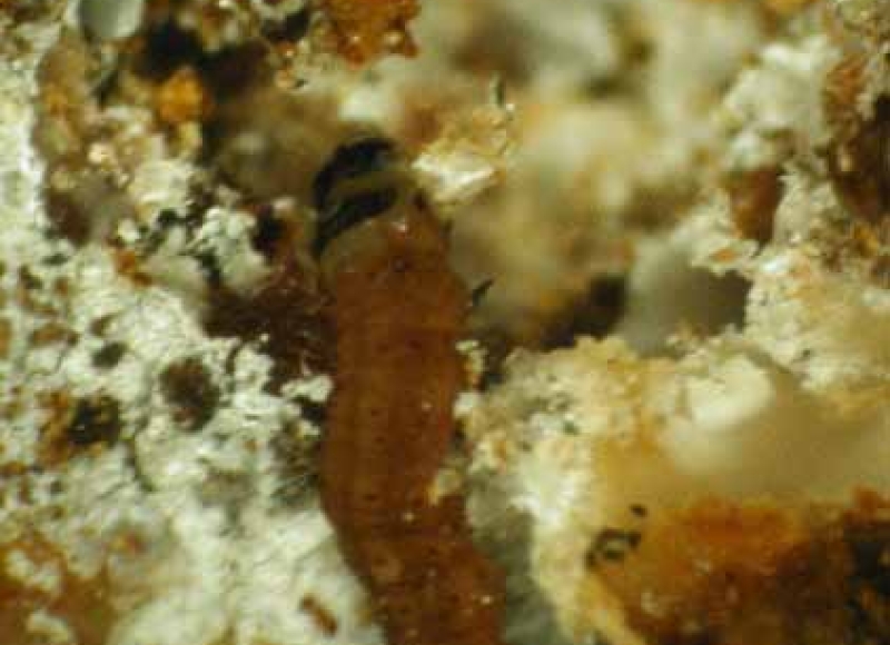 Closeup of European pine shoot moth larva. Photo: Rosetta