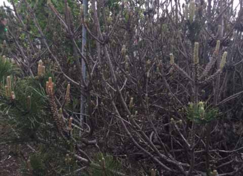 European pine sawfly damage