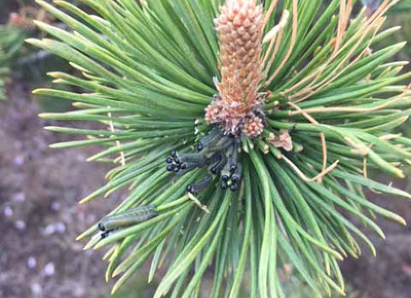 European pine sawfly larvae