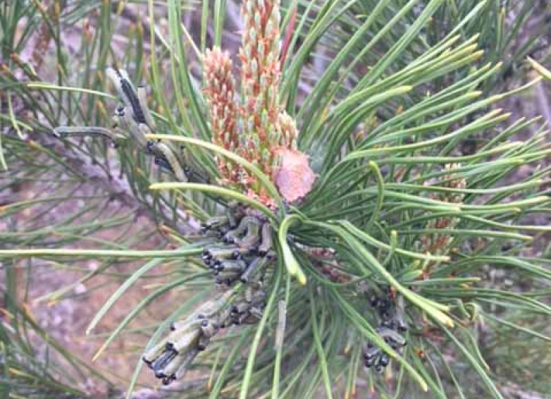 European pine sawfly larvae